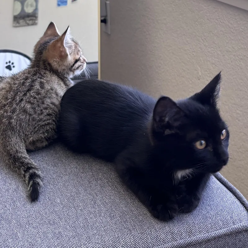 Gizmo thumbnail 2
