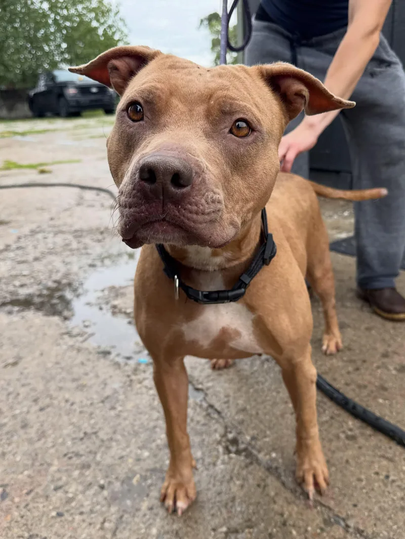 A young medium-sized female Golden American Staffordshire Terrier dog named Sally for adoption in Detroit, MI