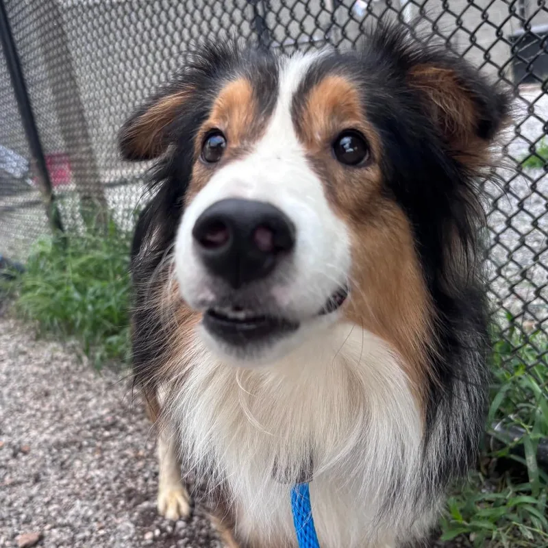 An adult medium-sized male Brown / Chocolate Collie dog named TiltAWhirl for adoption in York, PA