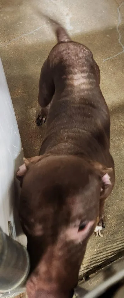 An adult medium-sized male Mixed Breed dog named Big Brownie for adoption in Belton, TX