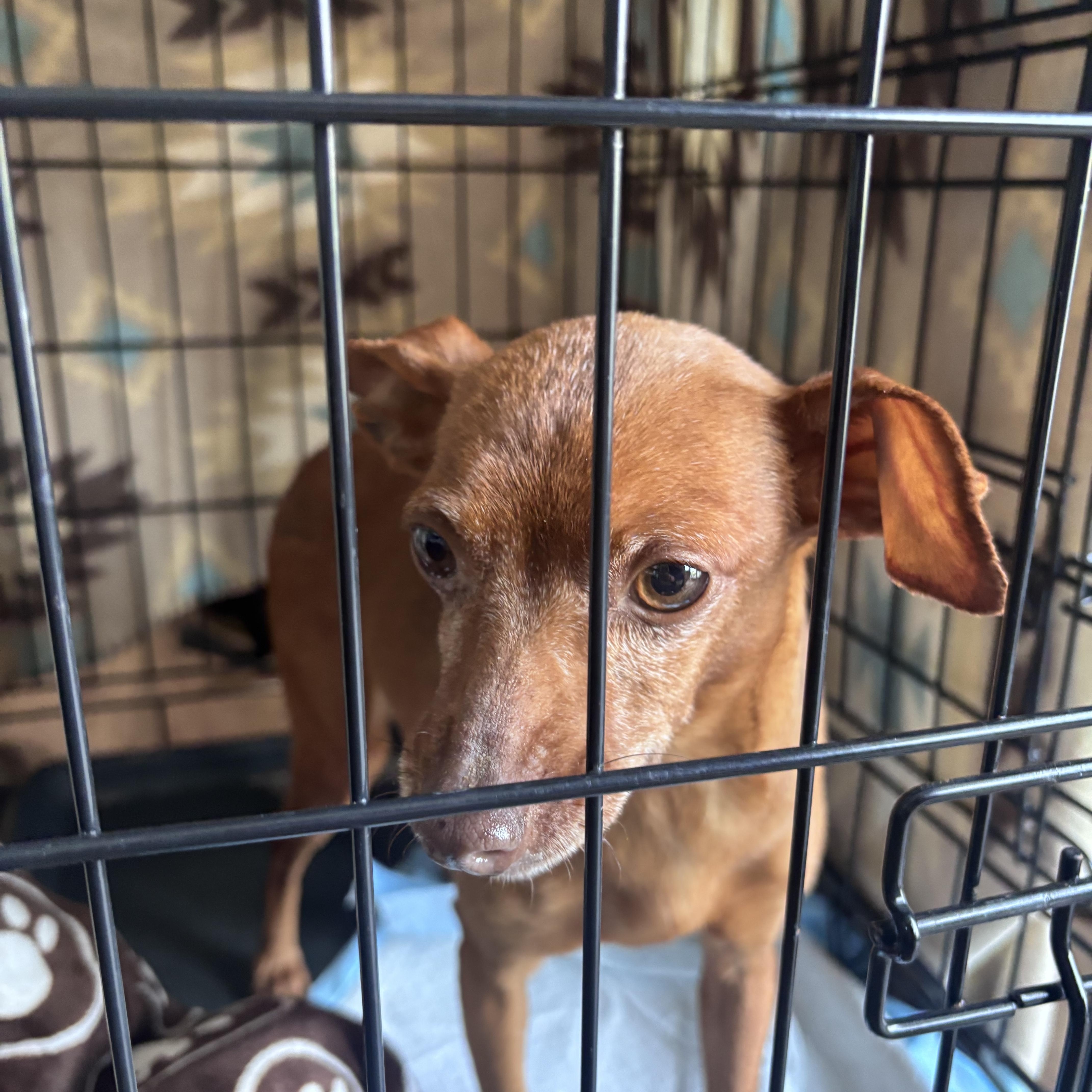 An adult small-sized female Brown / Chocolate Miniature Pinscher dog named Grandma for adoption in Paoli, IN