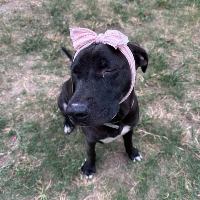 A young medium-sized female Labrador Retriever dog named Jenni for adoption in Houston, TX