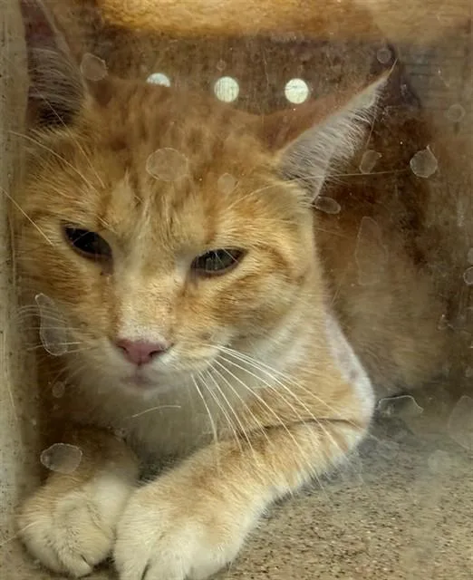 A young medium-sized male Domestic Short Hair cat named Orangino for adoption in Lancaster, CA