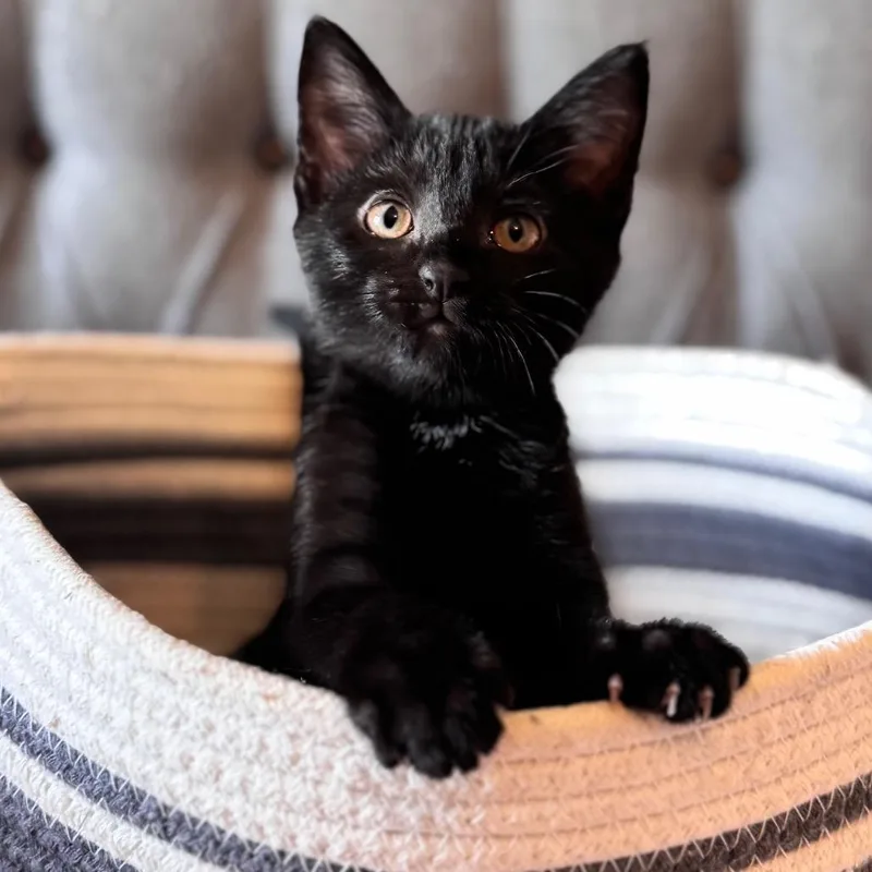 A baby small-sized female Black Domestic Short Hair cat named Risso for adoption in Brownsboro, AL