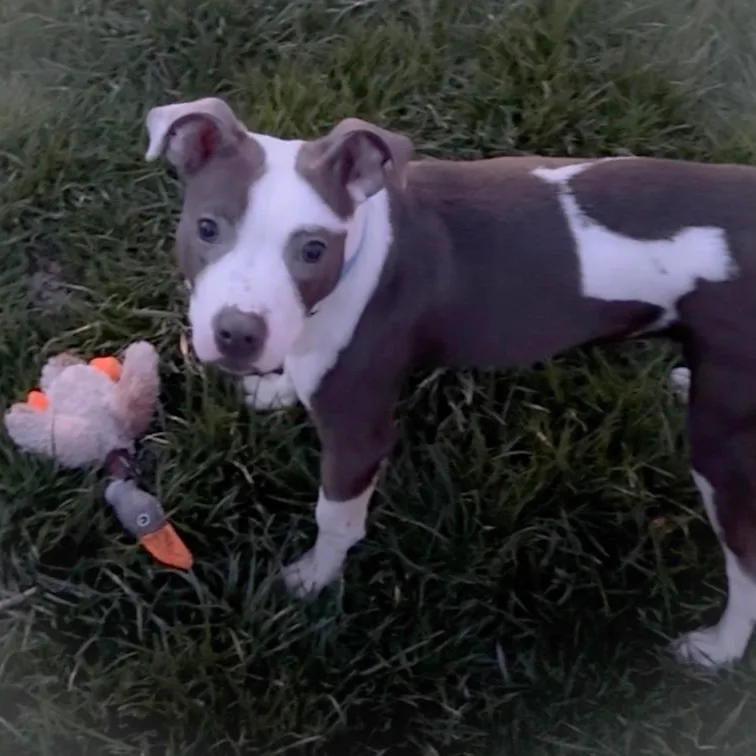 A young medium-sized female Pit Bull Terrier dog named Chicky for adoption in Toledo, OH