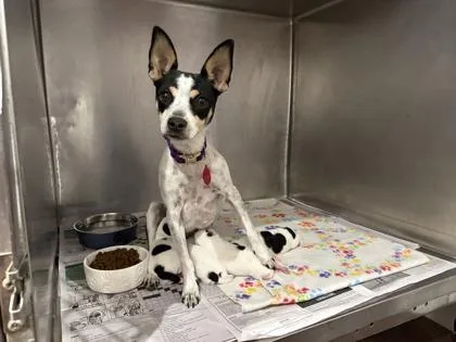 An adult small-sized female Rat Terrier dog named Oreo for adoption in San Antonio, TX