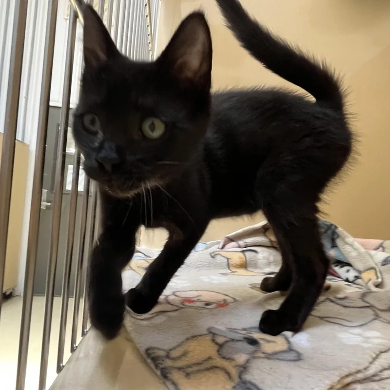 A baby medium-sized female Black Bombay cat named Fuchsia for adoption in Clarksville, VA