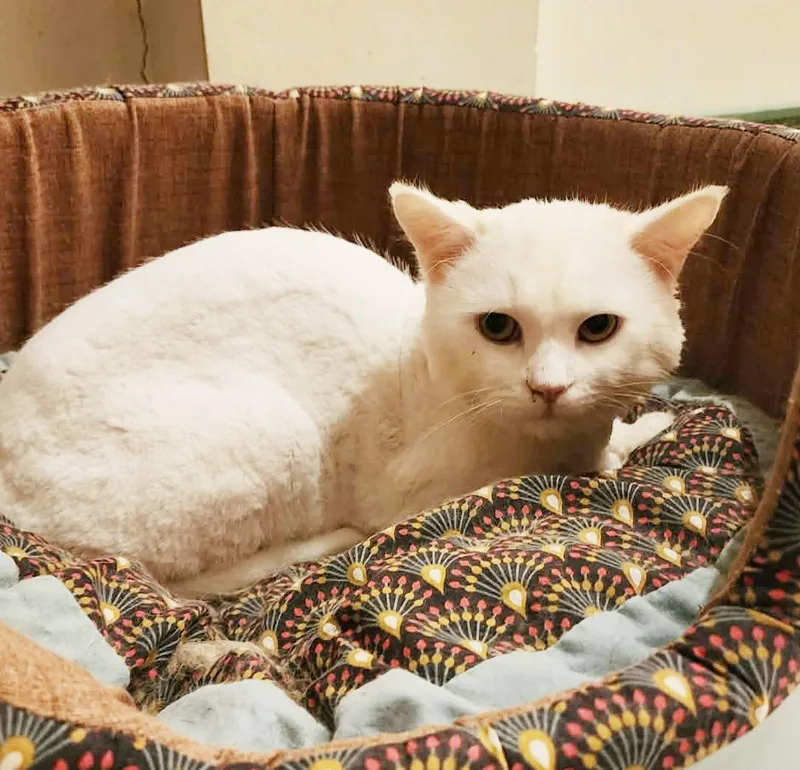 Lion Is Sooo Sweet! thumbnail 2