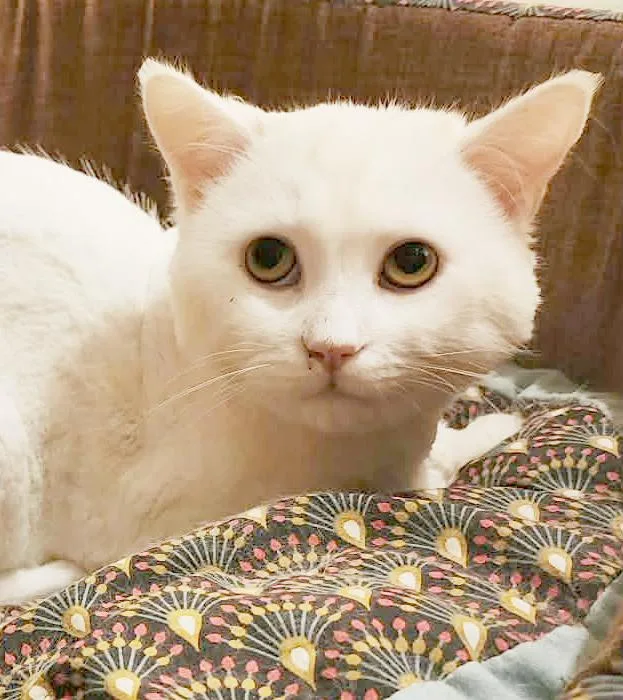 Lion Is Sooo Sweet! thumbnail 3