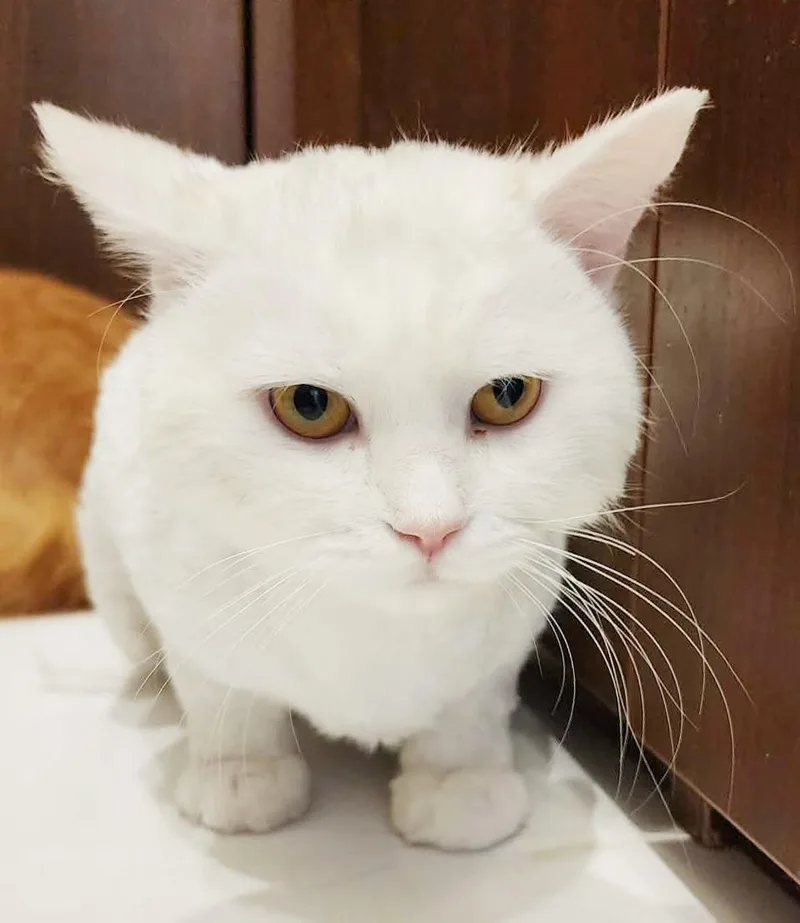 A young small-sized male White Persian cat named Lion Is Sooo Sweet! for adoption in Bedford Hills, NY