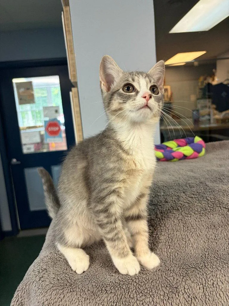 A baby small-sized female Domestic Short Hair cat named Cricket for adoption in Lovingston, VA