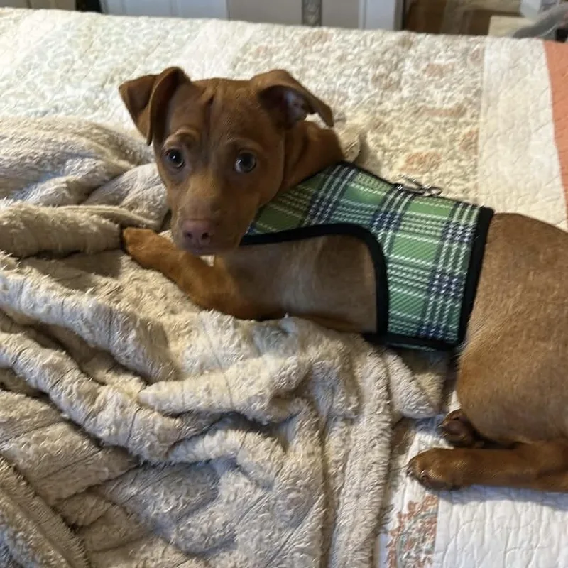A young small-sized male Apricot / Beige Chihuahua dog named Cooper for adoption in Verona, NJ