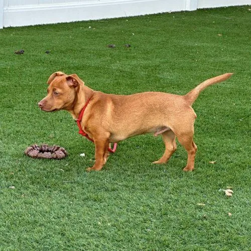 Cooper thumbnail 3