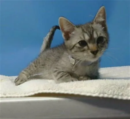 A baby small-sized female Domestic Short Hair cat named Angel for adoption in Gardena, CA