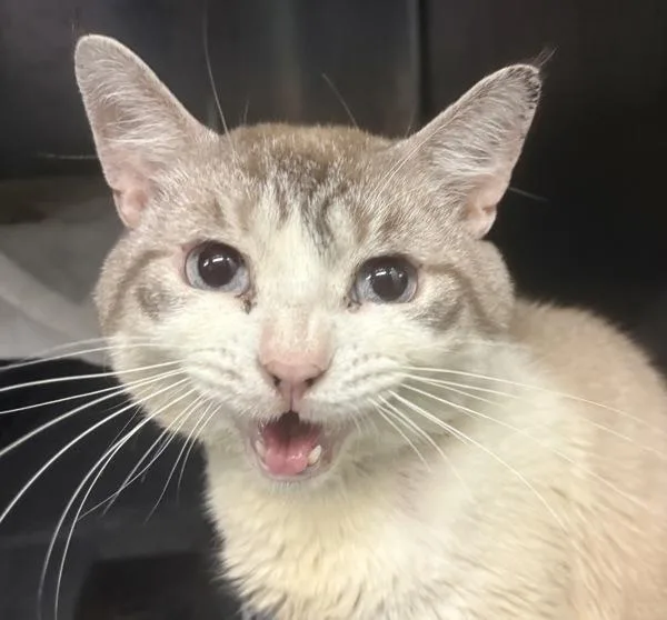 An adult medium-sized male Domestic Short Hair cat named Kit Kat for adoption in New York, NY