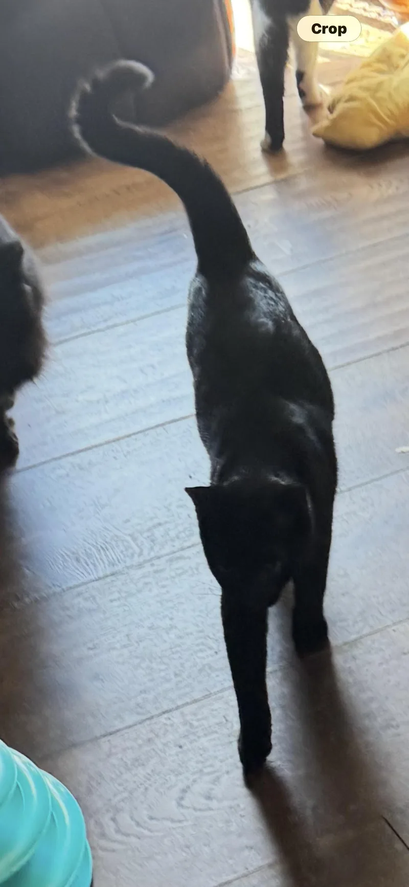 Panther thumbnail 5