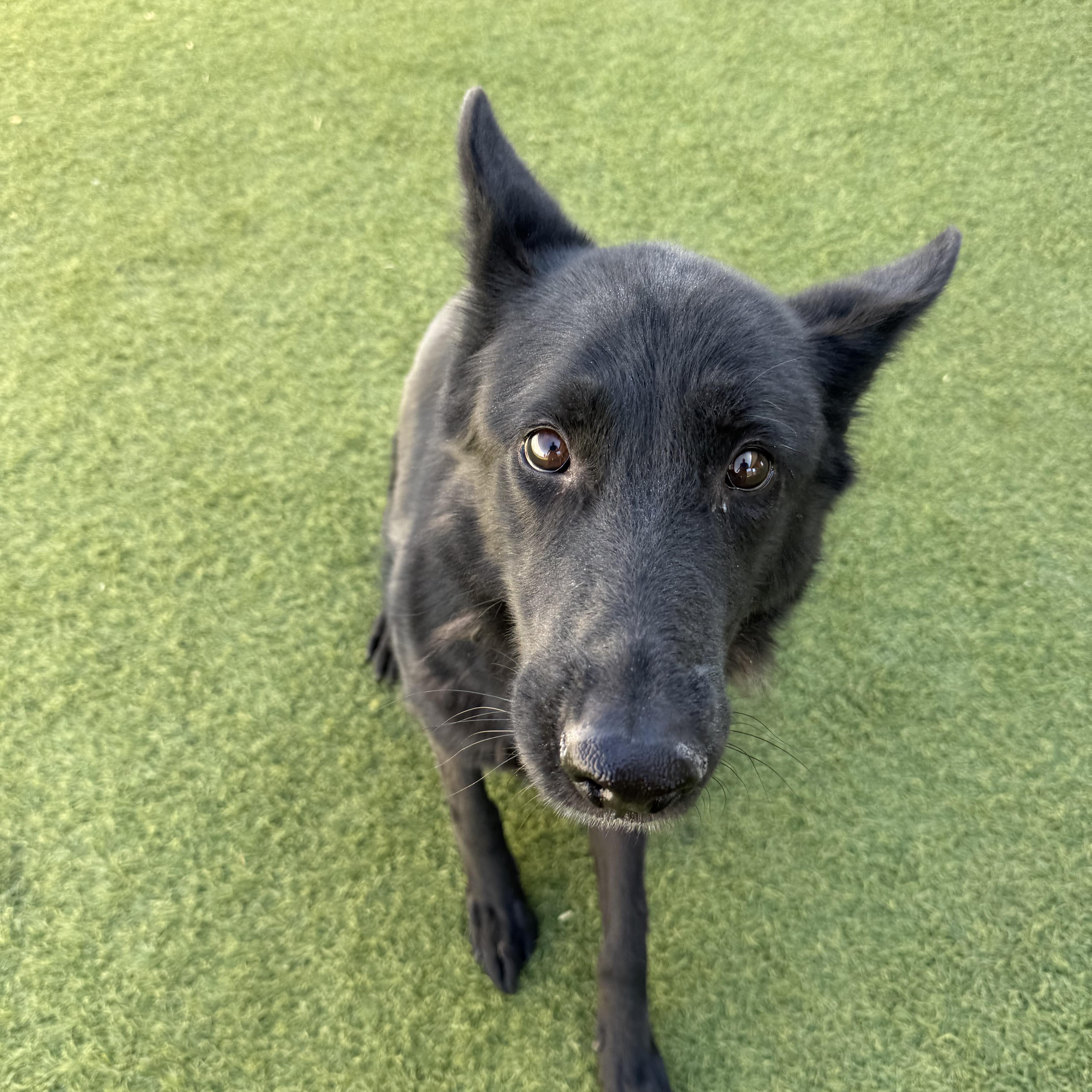 An adult medium-sized female Black German Shepherd Dog dog named Agatha for adoption in Phoenix, AZ