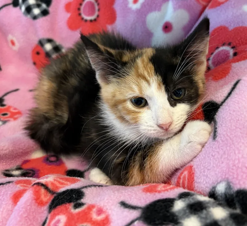 A baby small-sized female Calico Domestic Short Hair cat named Sprinkles for adoption in Seaford, NY