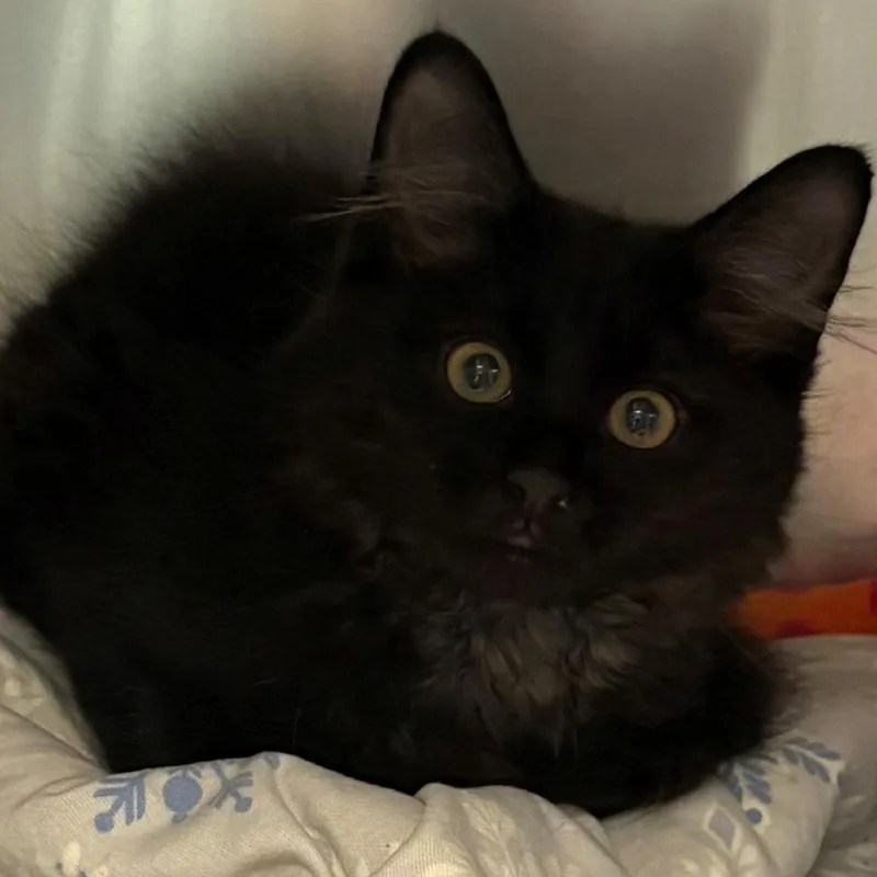 A baby small-sized male Black Domestic Short Hair cat named Woody for adoption in East Hanover, NJ