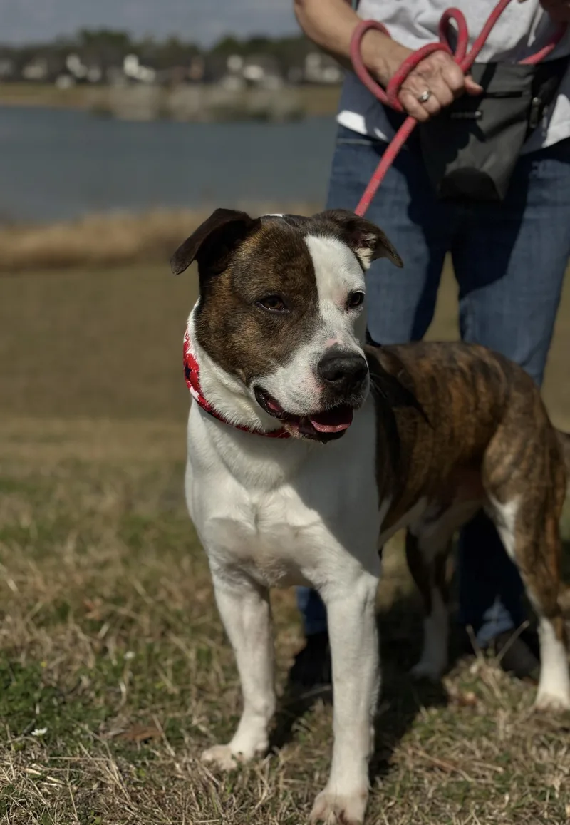 An adult large-sized male Brown / Chocolate Pit Bull Terrier dog named Merrick Gorgeous! for adoption in Cypress, TX