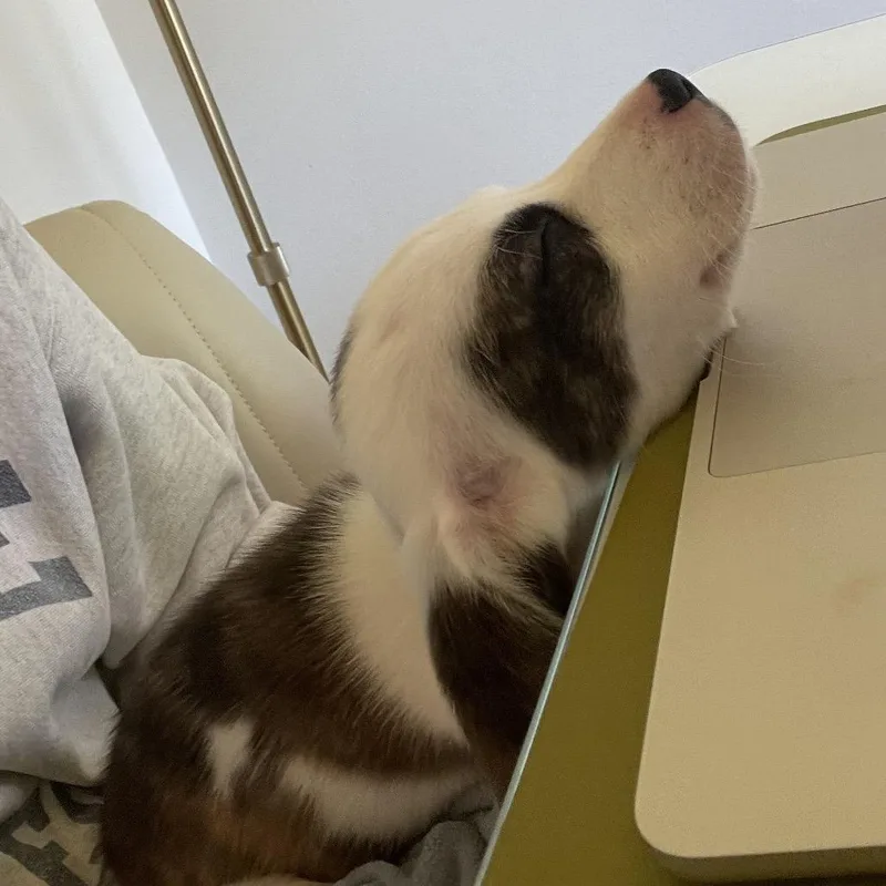 A baby small-sized male White / Cream Mixed Breed dog named Breeze for adoption in Ferndale, MI