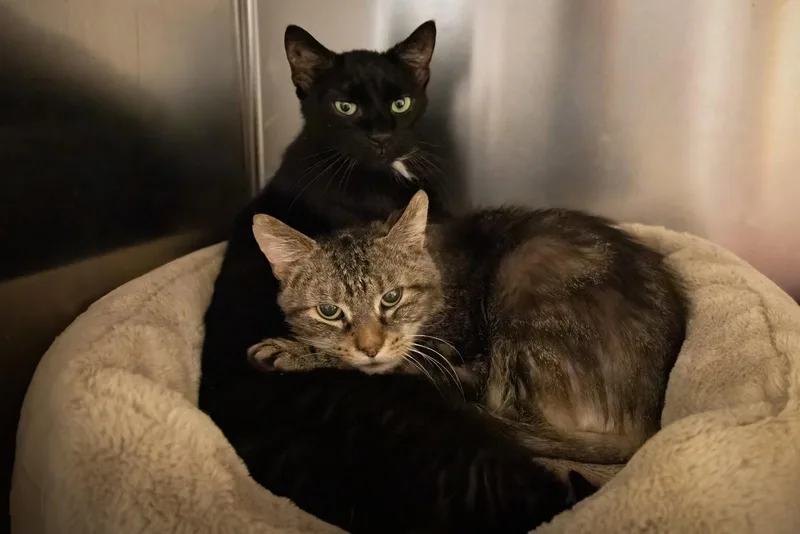 An adult large-sized male Domestic Short Hair cat named Chimney for adoption in Greenville, DE