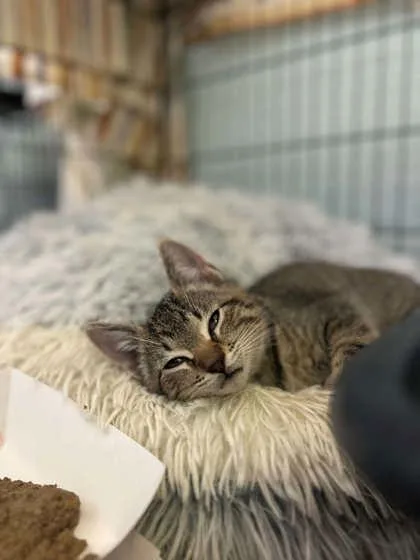 A baby small-sized male Domestic Short Hair cat named Focaccia for adoption in Munster, IN