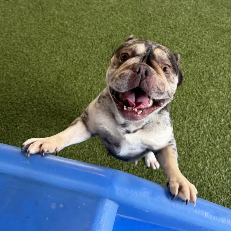 An adult small-sized female Brown / Chocolate French Bulldog dog named Dora for adoption in West Palm Beach, FL