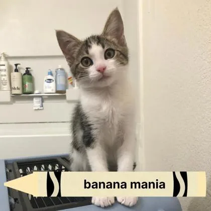 A baby medium-sized male Domestic Short Hair cat named Banana Mania for adoption in Sacramento, CA