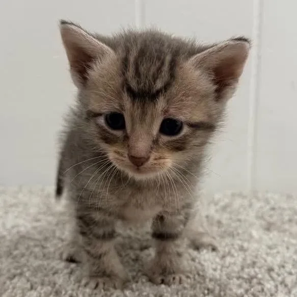 A baby small-sized female Gray / Blue / Silver Domestic Short Hair cat named Moonlight for adoption in North Canton, OH