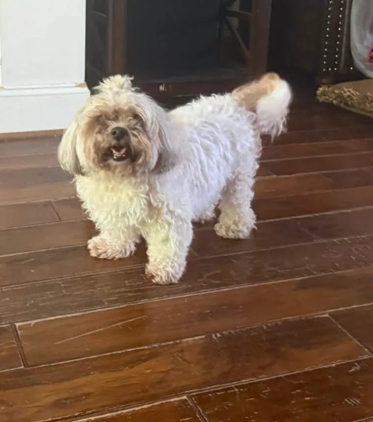 A senior small-sized female Bichon Frise dog named Annabelle for adoption in New Bern, NC