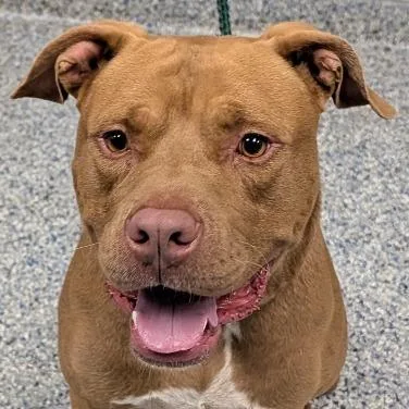An adult large-sized male Red / Chestnut / Orange Mixed Breed dog named Tiberius for adoption in Greenville, SC