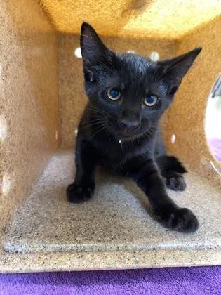 A baby small-sized male Domestic Short Hair cat named Coolio Cole for adoption in Fairfax, VA