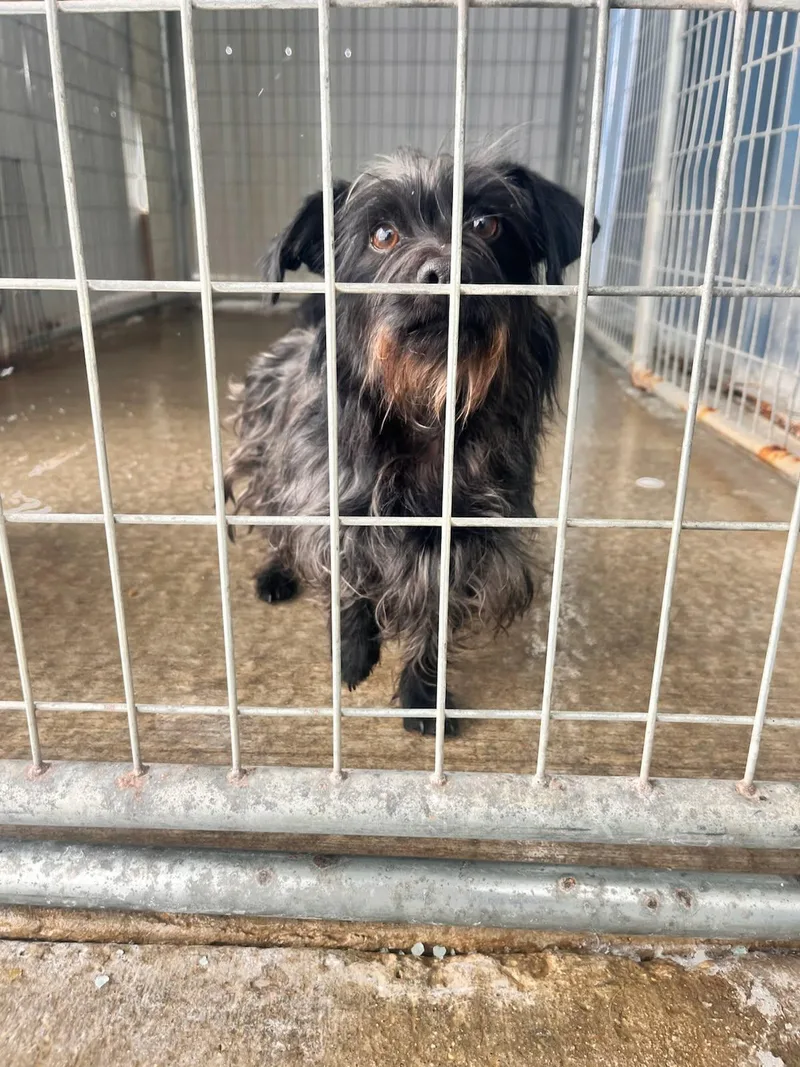 Ebony Bonded W Ivory