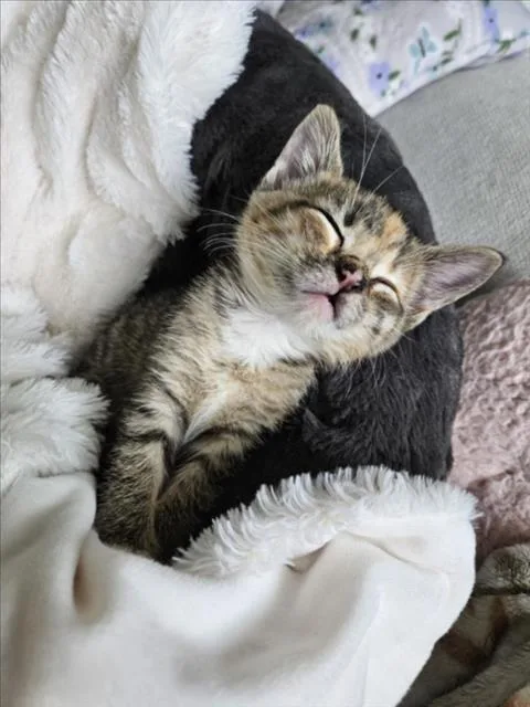 A baby small-sized female Domestic Short Hair cat named Pansy for adoption in Houston, TX
