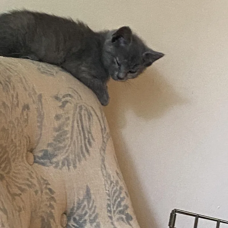 A baby small-sized female Tortoiseshell Domestic Short Hair cat named Opera for adoption in Evanston, IL