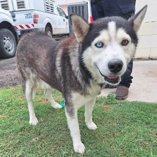 An adult medium-sized male Gray / Blue / Silver Husky dog named Lobo Lion for adoption in Austin, TX