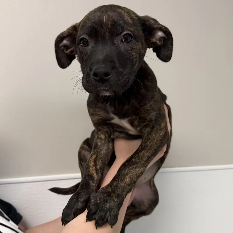 A baby large-sized female Brindle Mixed Breed dog named Janet for adoption in Detroit, MI