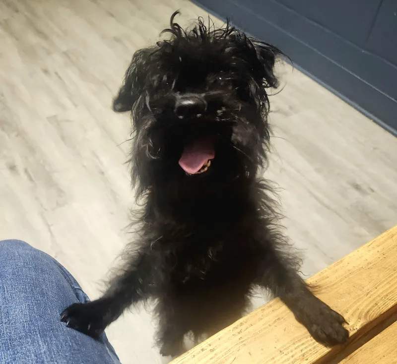 An adult small-sized female Black Havanese dog named Chimichanga for adoption in Mansfield, OH