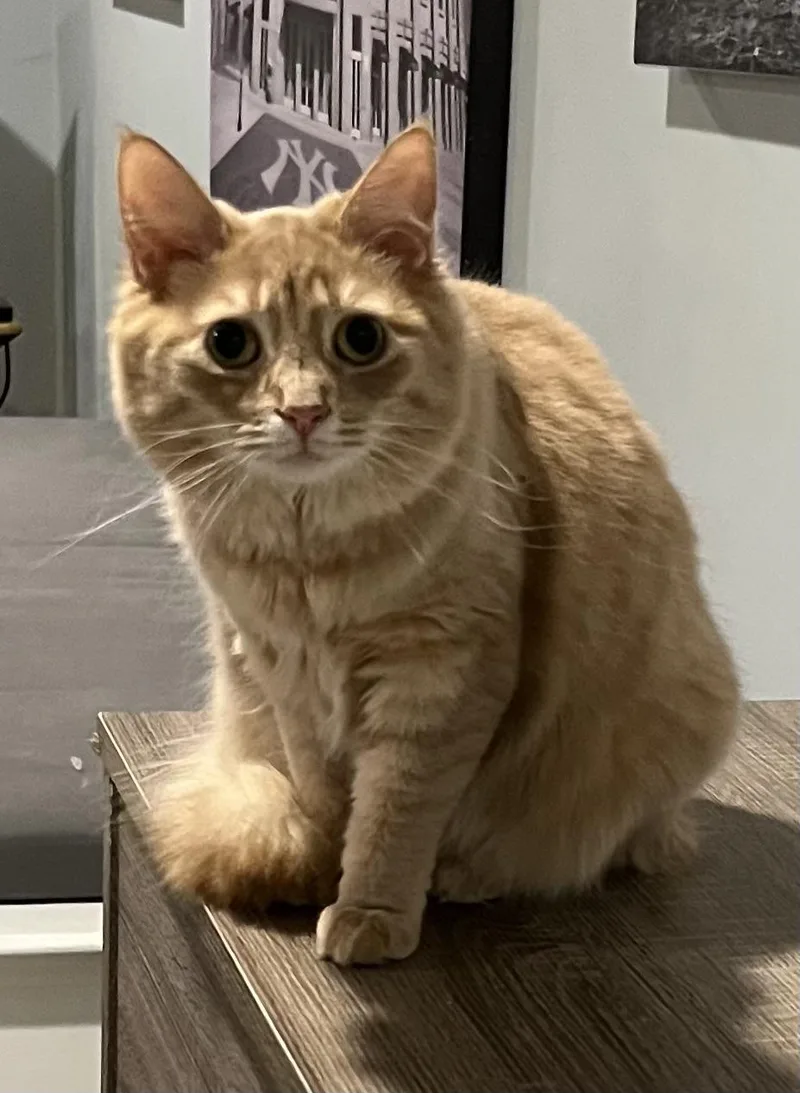 A young medium-sized female Buff / Tan / Fawn Domestic Long Hair cat named Honey for adoption in Allentown, NJ