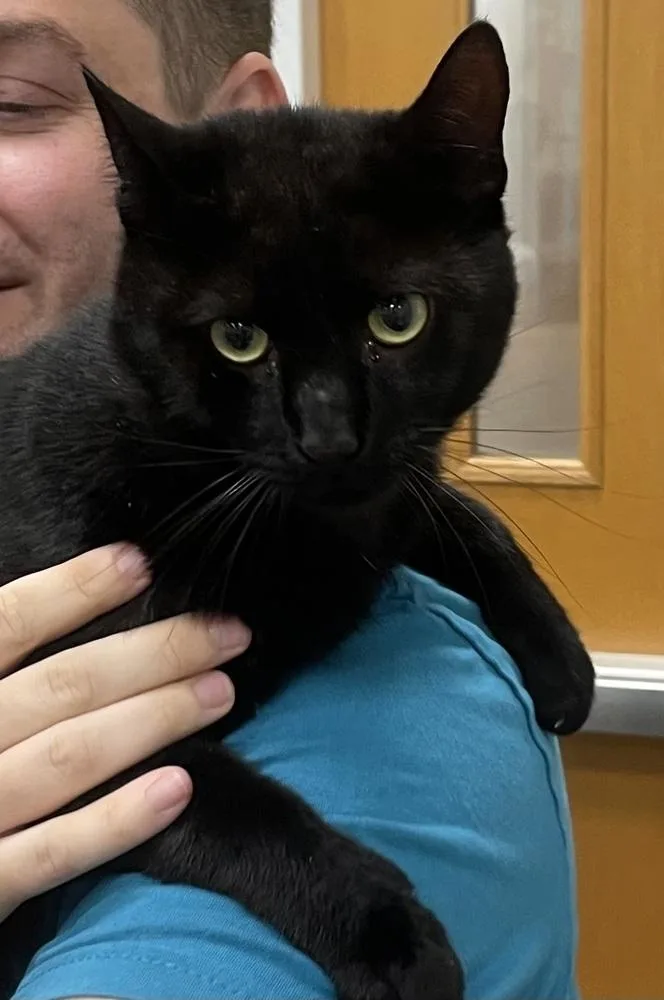 An adult large-sized male Black Domestic Short Hair cat named Mr. Shadow for adoption in Fort Walton Beach, FL