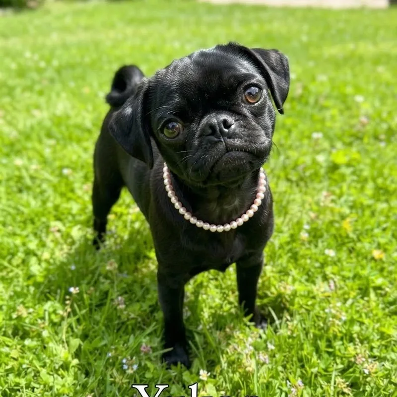 A young small-sized female Pug dog named Yukon for adoption in Las Vegas, NV