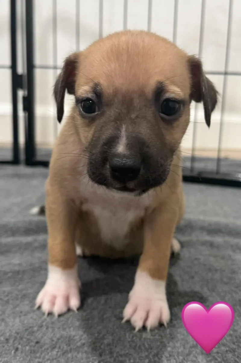 A baby medium-sized female Cattle Dog dog named Pidgeon for adoption in Whittier, CA