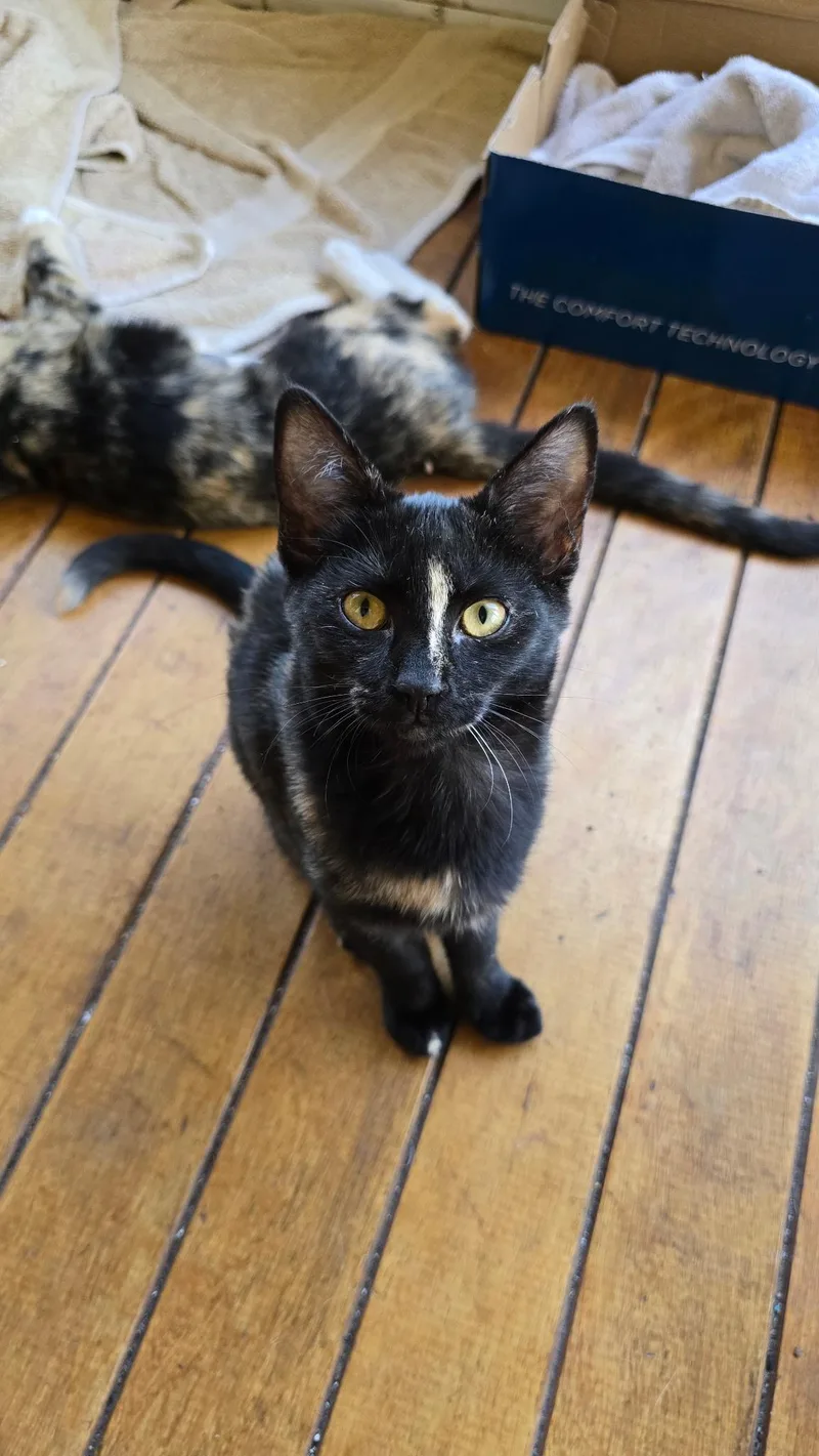 A baby medium-sized female Domestic Short Hair cat named Lil Bit for adoption in York, PA