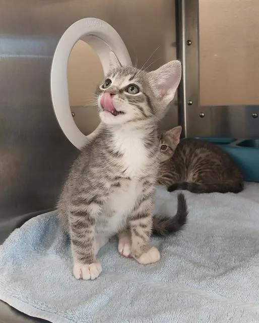 A baby small-sized male Domestic Short Hair cat named Timmy for adoption in Chula Vista, CA