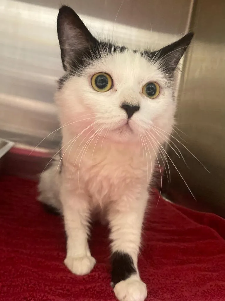 An adult medium-sized female Domestic Medium Hair cat named Cloud for adoption in Fall River, MA