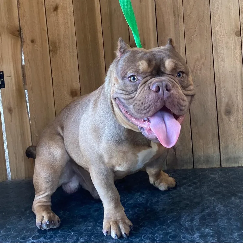 An adult medium-sized male Pit Bull Terrier dog named Dino for adoption in Missouri City, TX