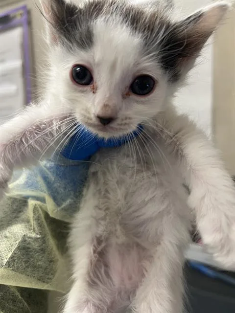 A baby small-sized male Domestic Short Hair cat named Miso Happy for adoption in Las Vegas, NV