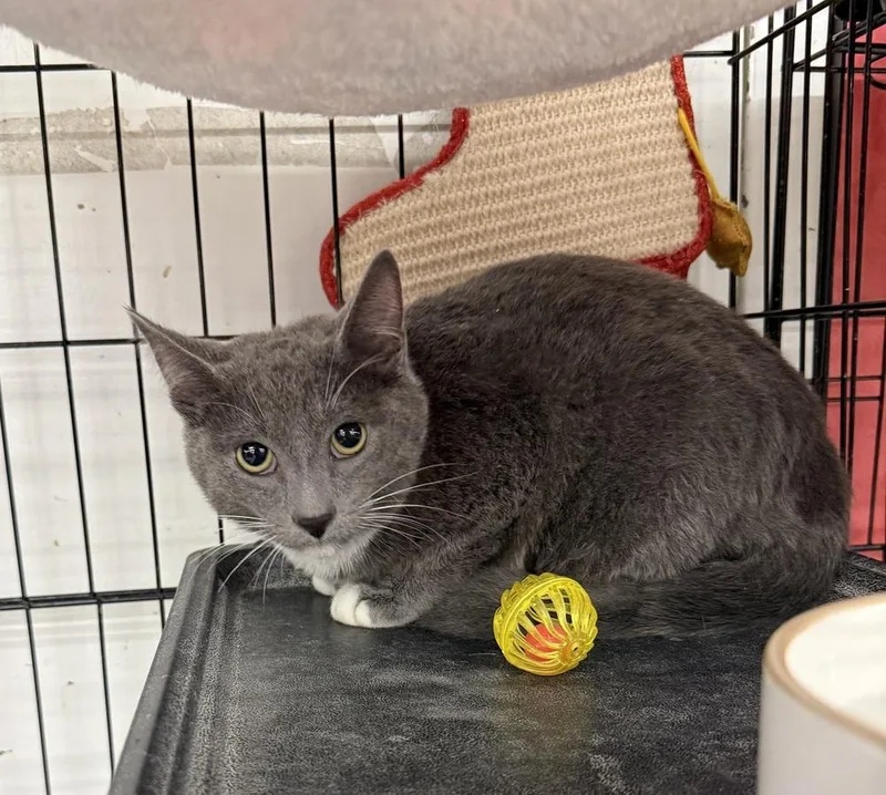 A baby small-sized male Domestic Short Hair cat named Dipper Pines for adoption in Taylor, PA