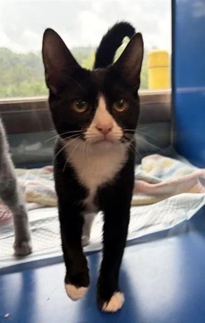 A baby small-sized female Domestic Short Hair cat named Rhoda for adoption in Westminster, MD